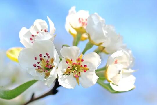 牛年女寶寶鳥語(yǔ)花香的名字大全